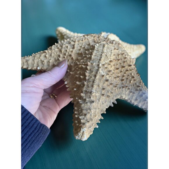 Natural Textured Starfish Decor - Large Preserved Sea Life Accent For Coastal & - Picture 5 of 5